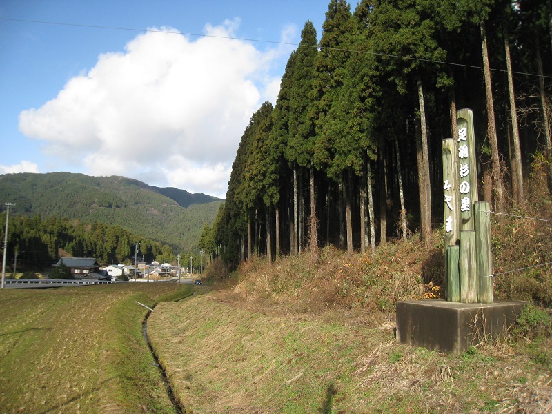 美山の杉林