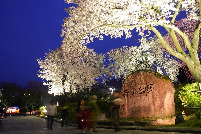 西山公園（さくらのライトアップ）